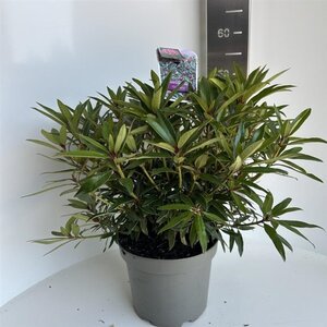 Rhododendron ponticum 'Graziella' ROZE 40-50 cm cont. 5,0L - afbeelding 3