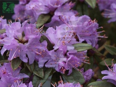 Rhododendron 'Gristede' BLAUWPAARS 25-30 cm cont. 2,0L