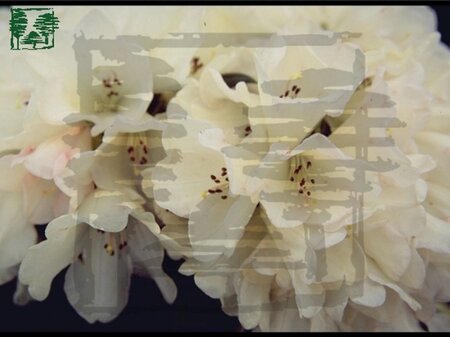 Rhododendron (Y) 'Grumpy' WIT/ROZE 30-40 cm cont. 4,0L