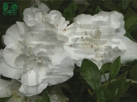 Rhododendron (AJ) 'Hardy Gardenia' WIT 70-80 cm met kluit