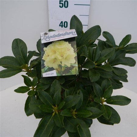 Rhododendron 'Horizon Monarch' 30-40 cm cont. 5,0L - afbeelding 2