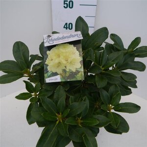 Rhododendron 'Horizon Monarch' 30-40 cm cont. 5,0L - afbeelding 2