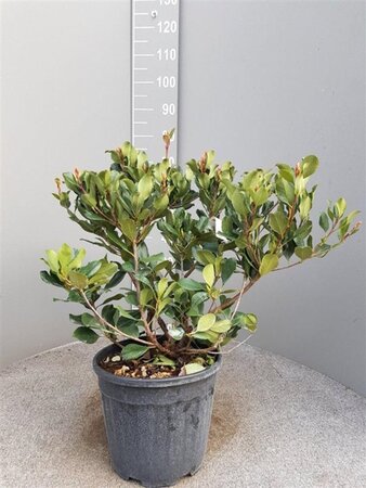 Rhaphiolepis indica Springtime 30-40 cm cont. 10L