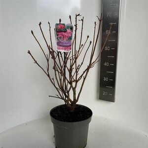 Rhododendron knaphill 'Jolie Madame' ROZE 40-50 cm cont. 5,0L - afbeelding 1