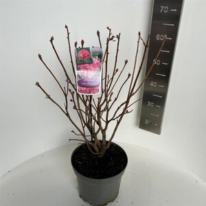 Rhododendron knaphill 'Jolie Madame' ROZE 40-50 cm cont. 5,0L - afbeelding 2
