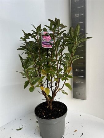 Rhododendron knaphill 'Jolie Madame' ROZE 40-50 cm cont. 5,0L