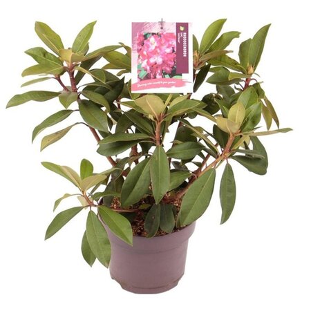 Rhododendron (AK) 'Junifeuer' 30-40 cm cont. 5,0L - afbeelding 2