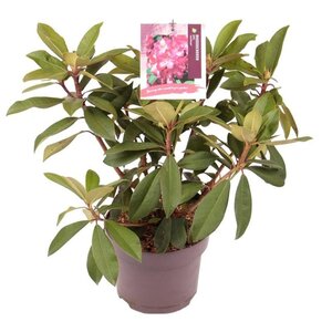 Rhododendron (AK) 'Junifeuer' 30-40 cm cont. 5,0L - afbeelding 2