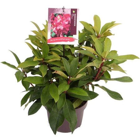 Rhododendron (AK) 'Junifeuer' 30-40 cm cont. 5,0L - afbeelding 2
