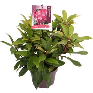 Rhododendron (AK) 'Junifeuer' 30-40 cm cont. 5,0L - afbeelding 2
