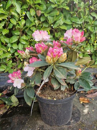 Rhododendron (Y) 'Kalinka' ROZE 30-40 cm cont. 5,0L - afbeelding 2