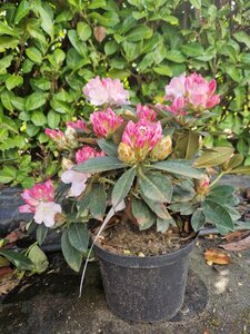Rhododendron (Y) 'Kalinka' ROZE 30-40 cm cont. 5,0L - afbeelding 2