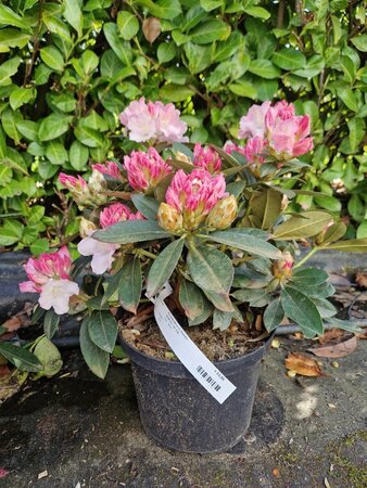 Rhododendron (Y) 'Kalinka' ROZE 30-40 cm cont. 5,0L - afbeelding 3