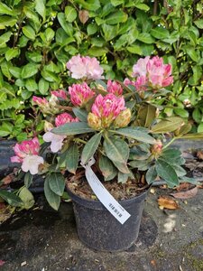 Rhododendron (Y) 'Kalinka' ROZE 30-40 cm cont. 5,0L - afbeelding 3