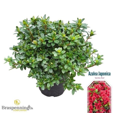 Rhododendron (AJ) 'Kazuko' 25-30 cm cont. 4,0L - afbeelding 1