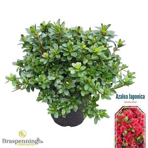 Rhododendron (AJ) 'Kazuko' 25-30 cm cont. 4,0L - afbeelding 1