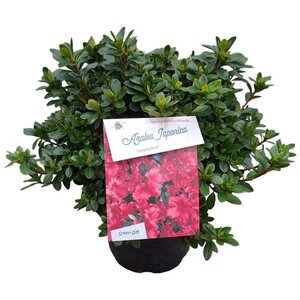 Rhododendron (AJ) 'Kazuko' 25-30 cm cont. 4,0L - afbeelding 2