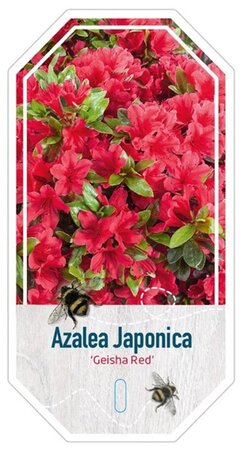 Rhododendron (AJ) 'Kazuko' 25-30 cm cont. 4,0L - afbeelding 3