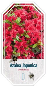 Rhododendron (AJ) 'Kazuko' 25-30 cm cont. 4,0L - afbeelding 3