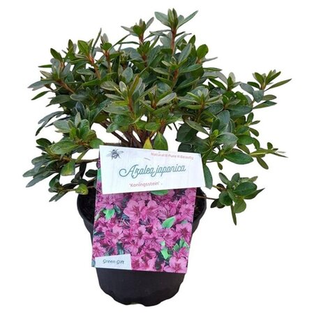 Rhododendron (AJ) 'Königstein' PAARS 20-25 cm cont. 2,0L - afbeelding 4