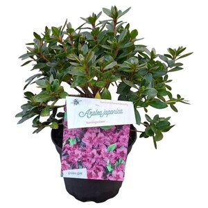 Rhododendron (AJ) 'Königstein' PAARS 20-25 cm cont. 2,0L - afbeelding 4