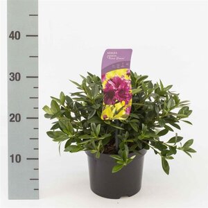 Rhododendron (AJ) 'Königstein' PAARS 20-25 cm cont. 2,0L - afbeelding 2