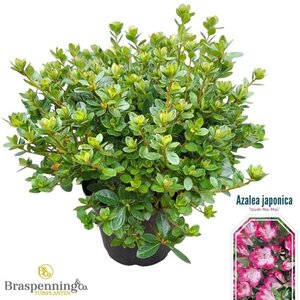 Rhododendron (AJ) 'Königstein' PAARS 25-30 cm cont. 4,0L - afbeelding 2