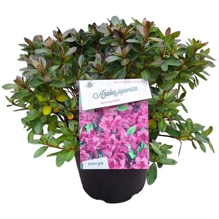 Rhododendron (AJ) 'Königstein' PAARS 25-30 cm cont. 4,0L - afbeelding 3