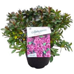 Rhododendron (AJ) 'Königstein' PAARS 25-30 cm cont. 4,0L - afbeelding 3