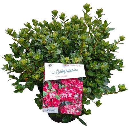 Rhododendron (AJ) 'Königstein' PAARS 25-30 cm cont. 4,0L - afbeelding 4