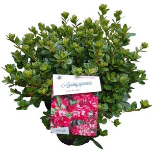 Rhododendron (AJ) 'Königstein' PAARS 25-30 cm cont. 4,0L - afbeelding 4