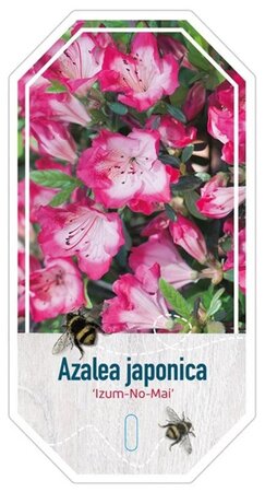 Rhododendron (AJ) 'Königstein' PAARS 25-30 cm cont. 4,0L - afbeelding 5