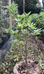 Rhododendron luteum = pontica GEEL 80-100 cm met kluit