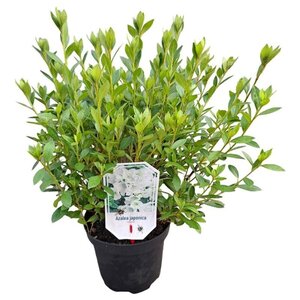 Rhododendron (AJ) 'Mémé' WIT 20-25 cm cont. 2,0L - afbeelding 3