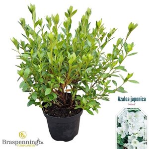 Rhododendron (AJ) 'Mémé' WIT 20-25 cm cont. 2,0L - afbeelding 1