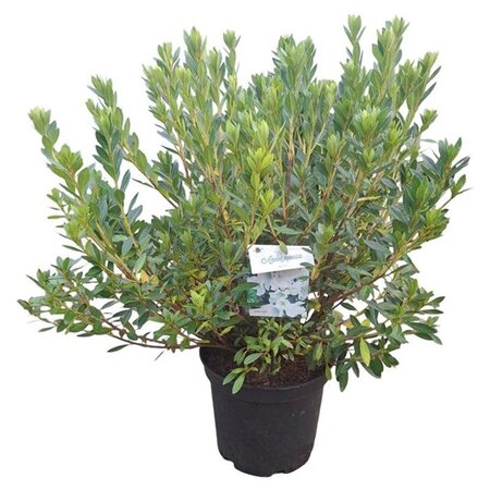 Rhododendron (AJ) 'Mémé' WIT 40-50 cm cont. 10L - afbeelding 2