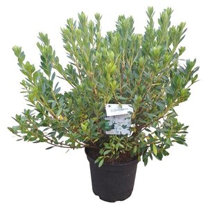 Rhododendron (AJ) 'Mémé' WIT 40-50 cm cont. 10L - afbeelding 2