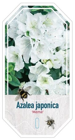 Rhododendron (AJ) 'Mémé' WIT 40-50 cm cont. 10L - afbeelding 3