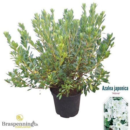 Rhododendron (AJ) 'Mémé' WIT 40-50 cm cont. 10L - afbeelding 1