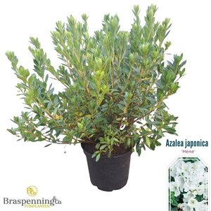 Rhododendron (AJ) 'Mémé' WIT 40-50 cm cont. 10L - afbeelding 1