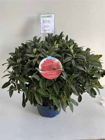 Rhododendron 'Marie Forte' ROOD 70-80 cm cont. 15L