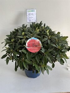 Rhododendron 'Marie Forte' ROOD 70-80 cm cont. 15L