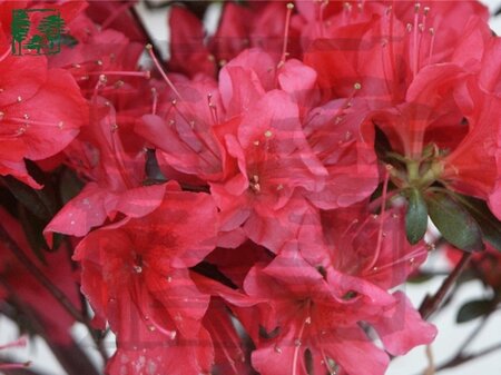 Rhododendron (AJ) 'Madame Galle' ROOD 70-80 cm met kluit