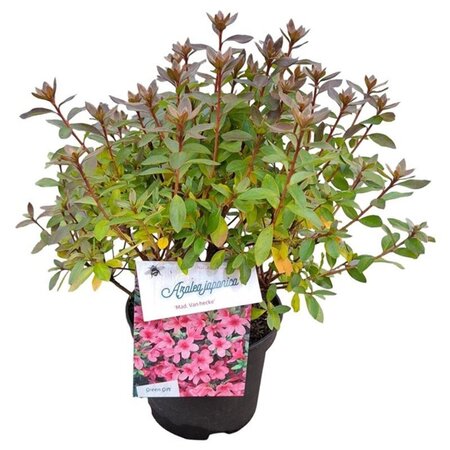 Rhododendron (AJ) 'Madame van Hecke' ROZE 20-25 cm cont. 2,0L - afbeelding 4