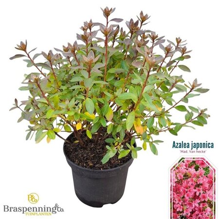 Rhododendron (AJ) 'Madame van Hecke' ROZE 20-25 cm cont. 2,0L - afbeelding 3