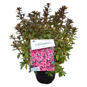Rhododendron (AJ) 'Madame van Hecke' ROZE 25-30 cm cont. 4,0L - afbeelding 4