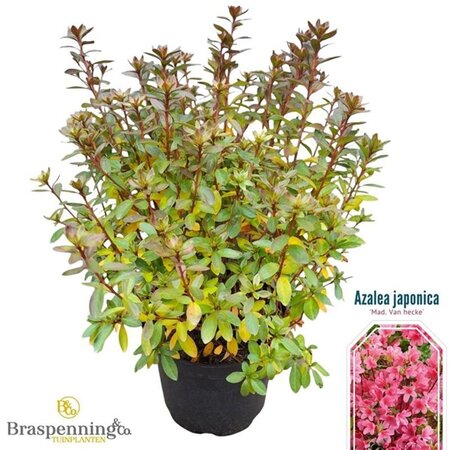 Rhododendron (AJ) 'Madame van Hecke' ROZE 25-30 cm cont. 4,0L - afbeelding 3