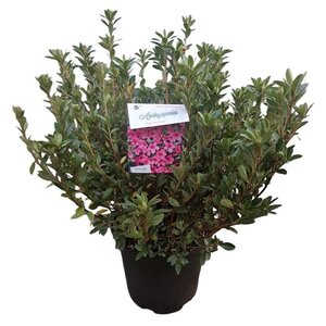 Rhododendron (AJ) 'Madame van Hecke' ROZE 40-50 cm cont. 10L - afbeelding 5