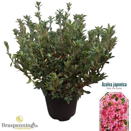 Rhododendron (AJ) 'Madame van Hecke' ROZE 40-50 cm cont. 10L - afbeelding 3