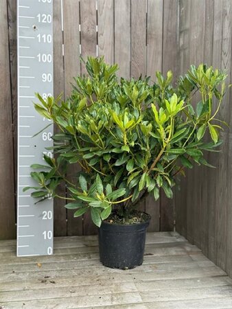 Rhododendron 'Madame Masson' WIT 60-70 cm cont. 10L - afbeelding 2